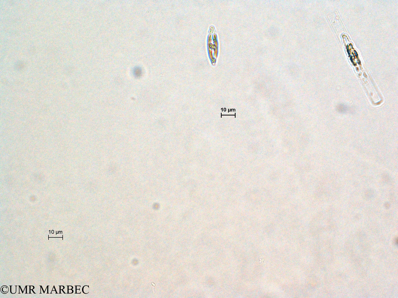 phyto/Scattered_Islands/all/COMMA April 2011/Navicula sp2(copy).jpg